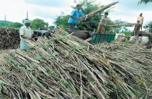 गन्ना किसानों की शिकायत पर कार्रवाई