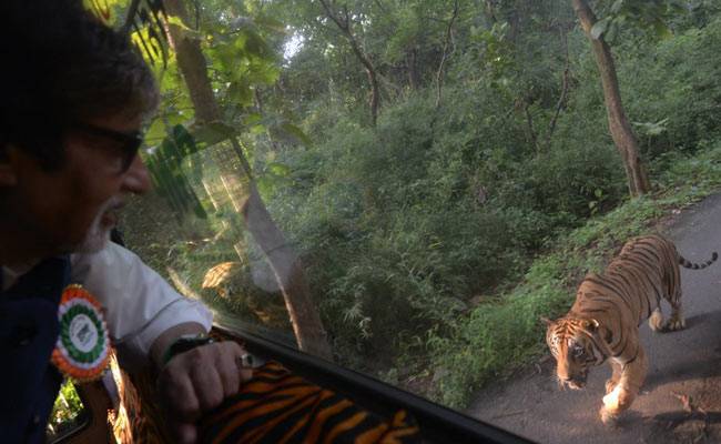 बाघ ने किया अमिताभ का पीछा
