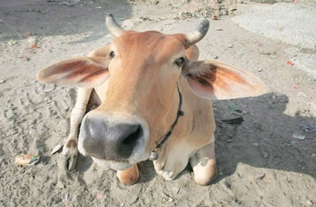 गाय की तस्करी के आरोप में भीड़ ने कर दी थी हत्या