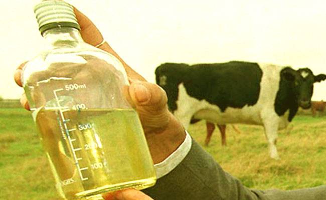 न्यूजीलैंड में भारतीय महिला पर गोमूत्र लाने पर 400 डॉलर जुर्माना लगा दिया गया.