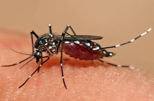 डेंगू का  प्रकोप