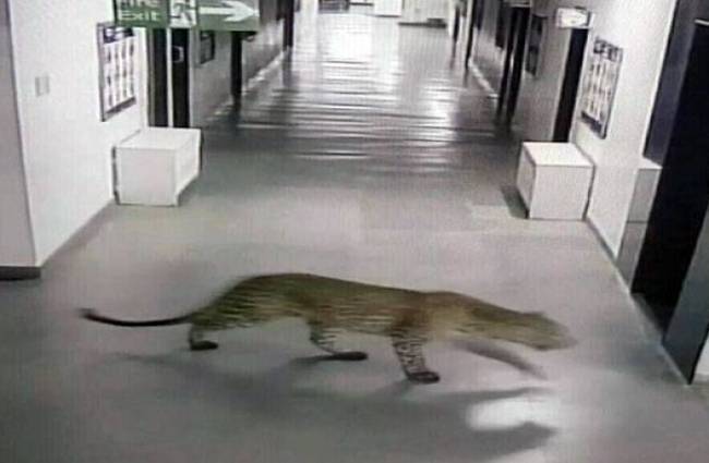 बुधवार को देखे गए दो तेंदुए