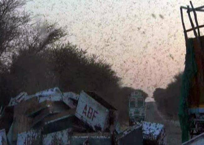 NH-65 पर एक किलोमीटर तक मंडराती रही मधुमक्खियां