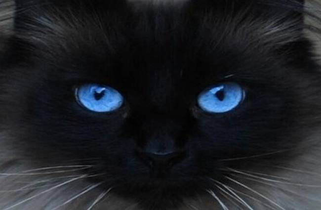 Why Do Animals Eyes