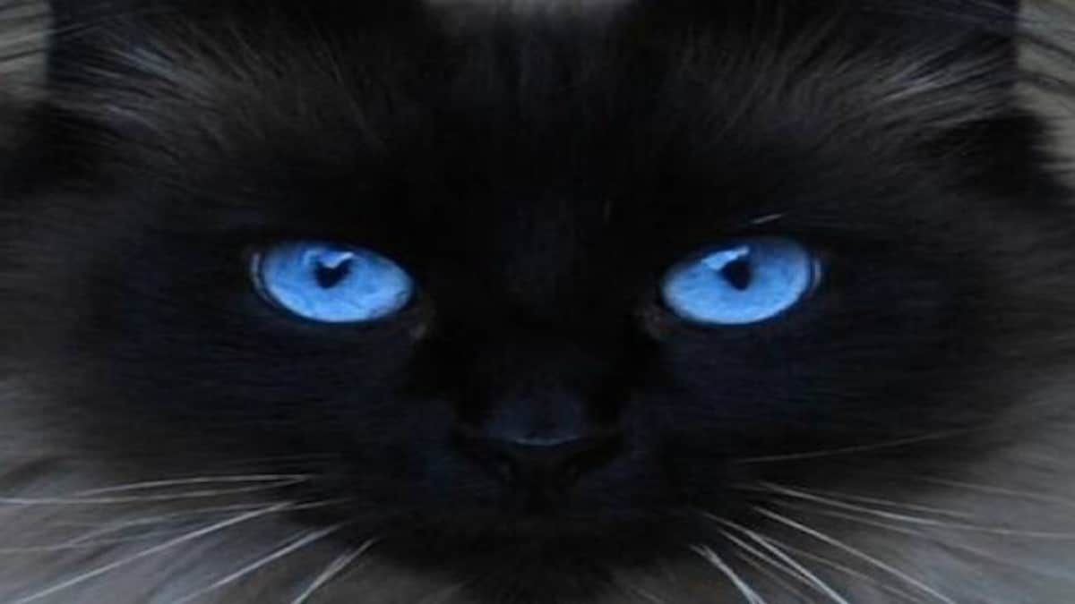 कुछ जानवरों की आंखें रात में क्यों चमकती हैं? - why do animals eyes