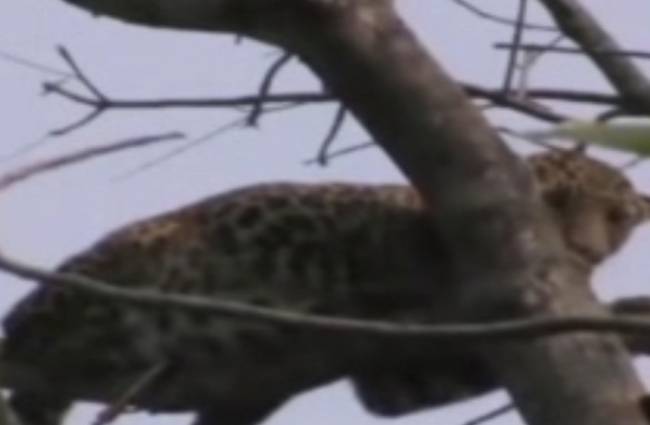 पेड़ पर चढ़ा तेंदुआ