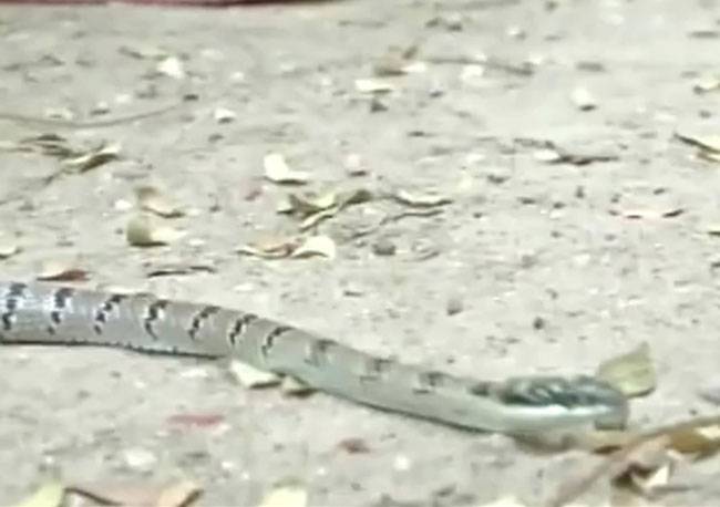 यह सांप 20 फुट तक छलांग लगा सकता है