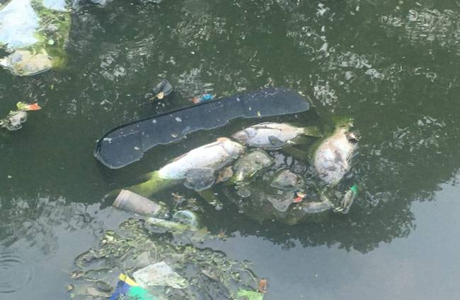 मंगलवार सुबह झील में हर तरह दिखीं मरी हुईं मछलियां