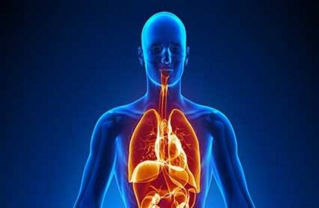 Human Body