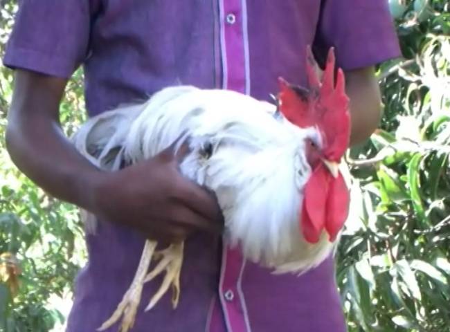 नवसारी गांव का बहादुर मुर्गा