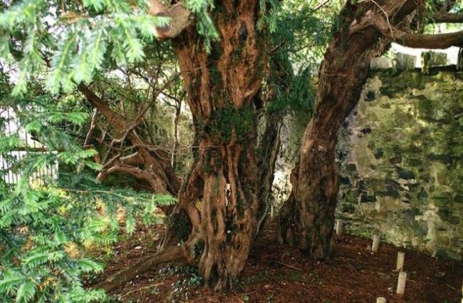 Fortingall Yew (PC-BBC)
