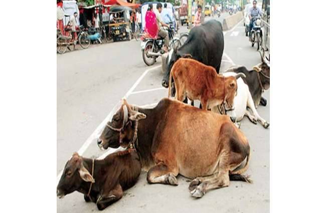 सड़कों पर घूमते आवारा पशुओं
