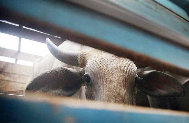 दलितों पर कथित गोरक्षकों का हमला