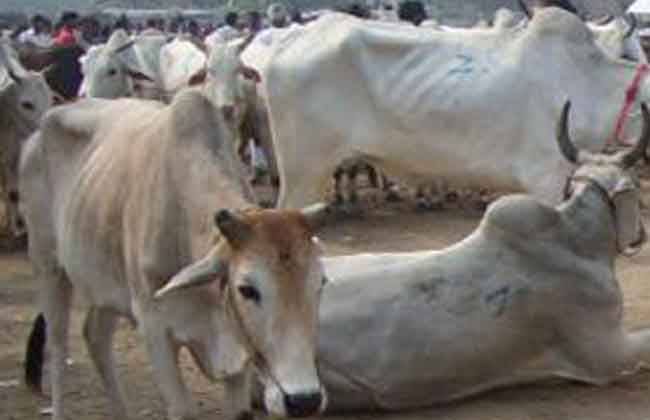 भूख की वजह से गायों की मौत का मामला