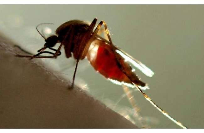 लगभग सैकड़ों लोग डेंगू की चपेट में