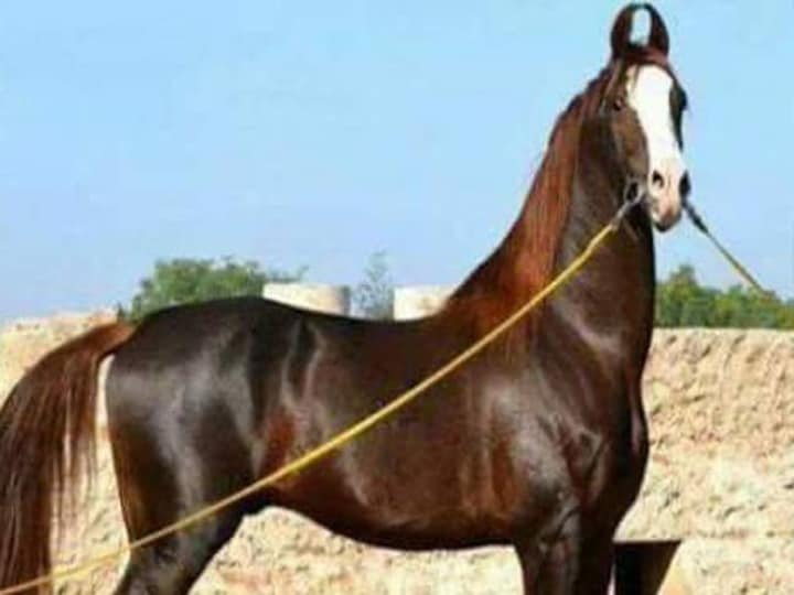 इन तीन रंग घोड़ों में से किसी एक को चुनें और अपने भविष्य को जानें इन तीन रंग घोड़ों में से किसी एक को चुनें और अपने भविष्य को जानें