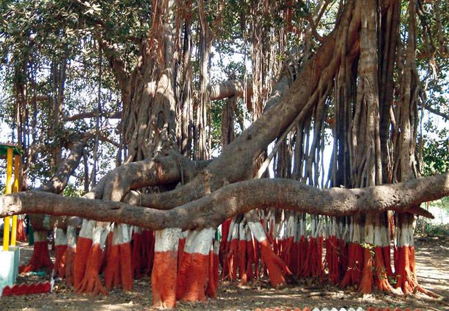 सरकार ने 16 'हेरिटेज ट्री' की पहली सूची जारी की