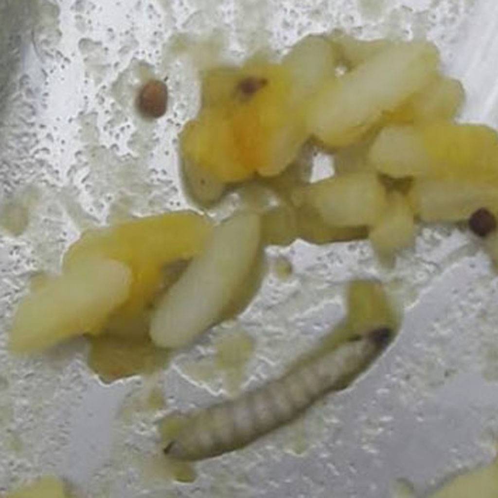 हॉस्टल के खाने में निकली इल्लियां