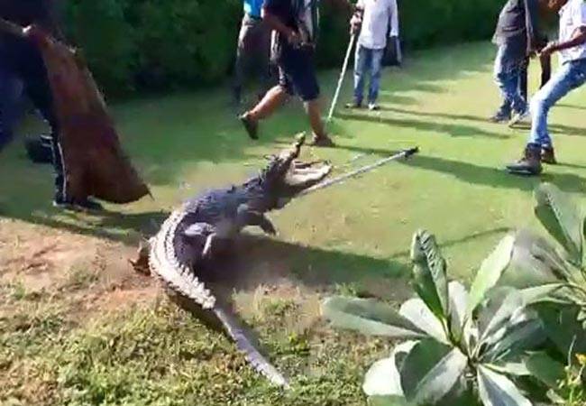 लक्ष्मी विलास पैलेस पर मगरमच्छ