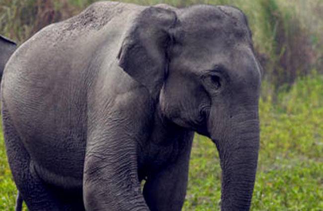 हाथी का उत्पात