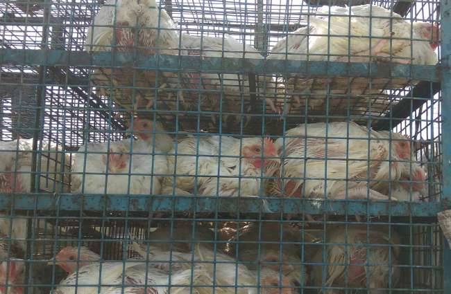 बर्ड फ्लू को लेकर लोग थे दहशत में