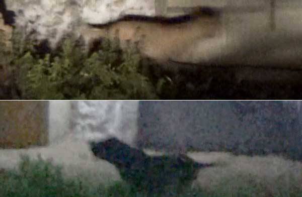 देखने में ये भले ही आपको कुछ और लग रहा हो लेकिन इसकी वजह से पूरे गांव ने रात भर छत पर गुजारी