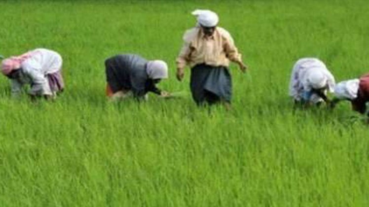 रबी सीजन की बुवाई शुरू 