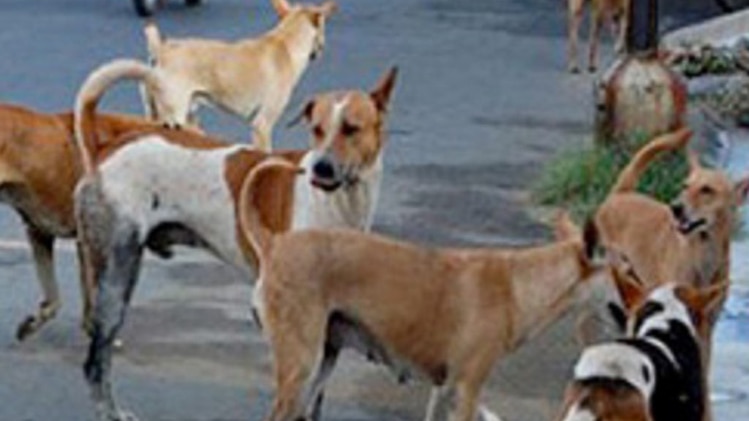 इससे पहले भी वहां कुत्तों को मारने पर इनाम घोषित किया गया था