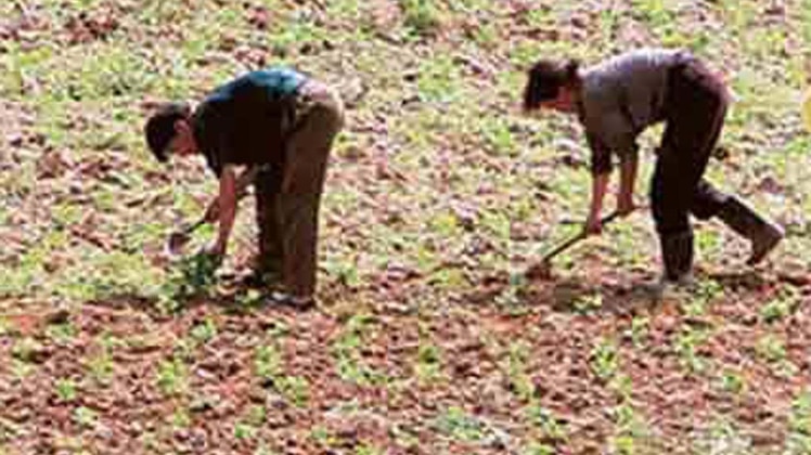 नवंबर में होती है रबी की फसल की बुआई