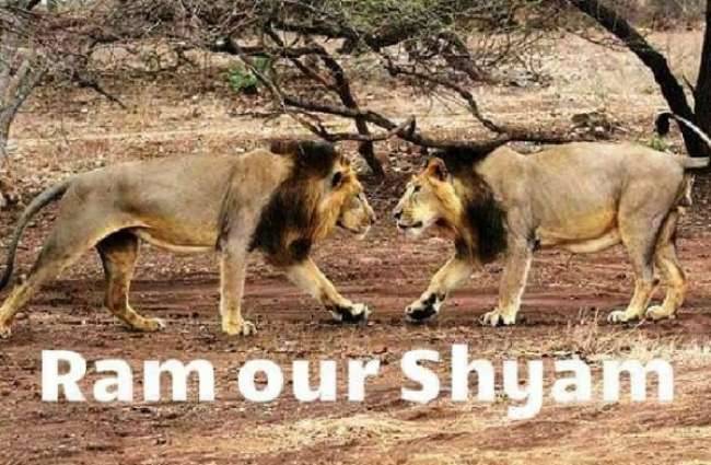 गीर क्षेत्र में मशहूर थी ये जोड़ी