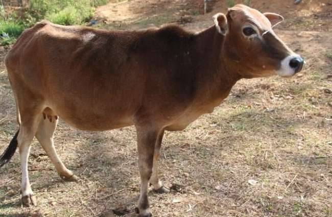 मुस्लिम युवकों ने गाय की बचाई जान