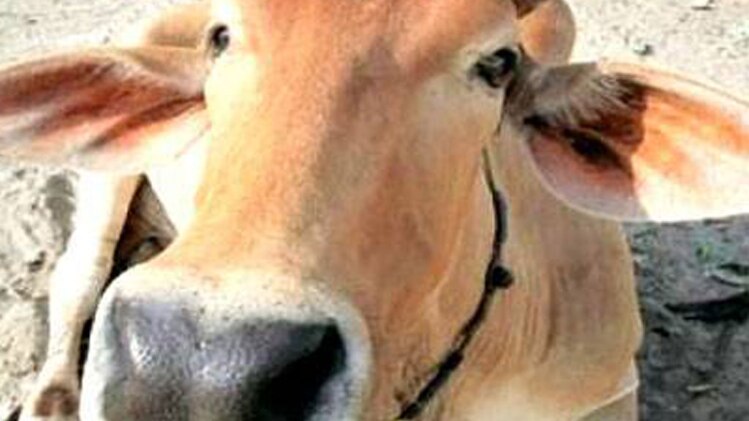 नोटबंदी के बाद गोबरबंदी 