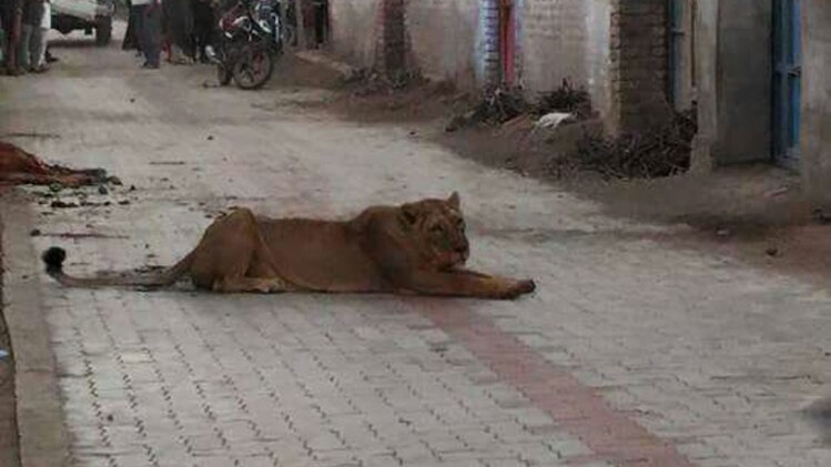 गांव में घुसकर शेरनी ने गाय को बनाया शिकार