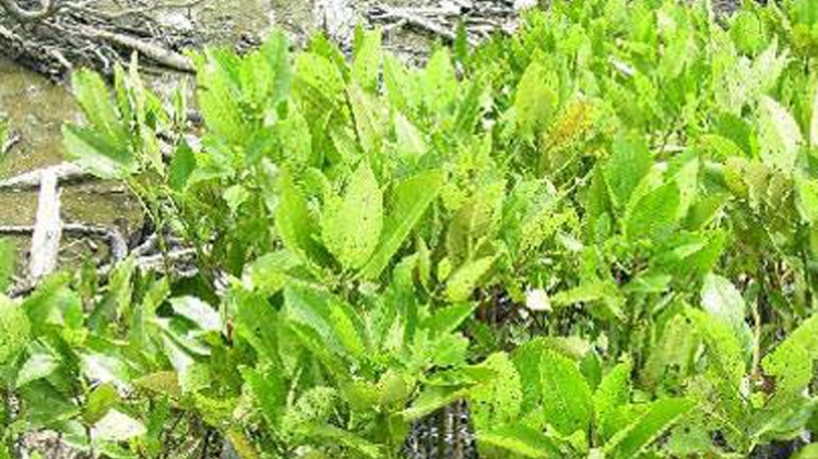 रहना है बीमारी से दूर तो घर में लगाएं ये पौधे