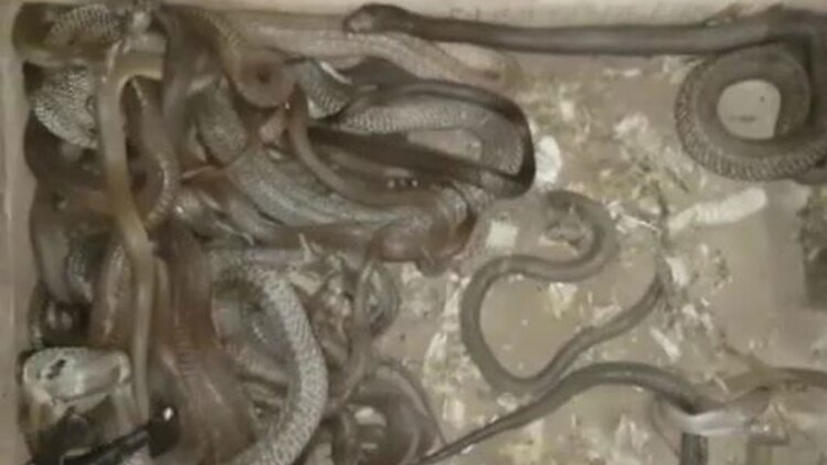 सांपों को रखने वाला है फरार