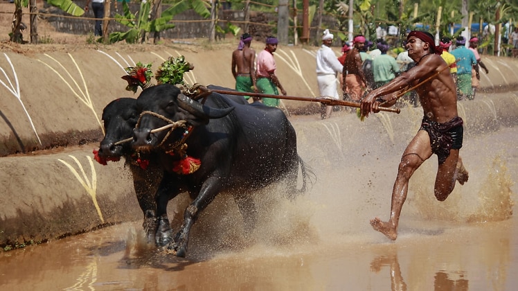 भैंस दौड़ का खेल 'कंबाला' 