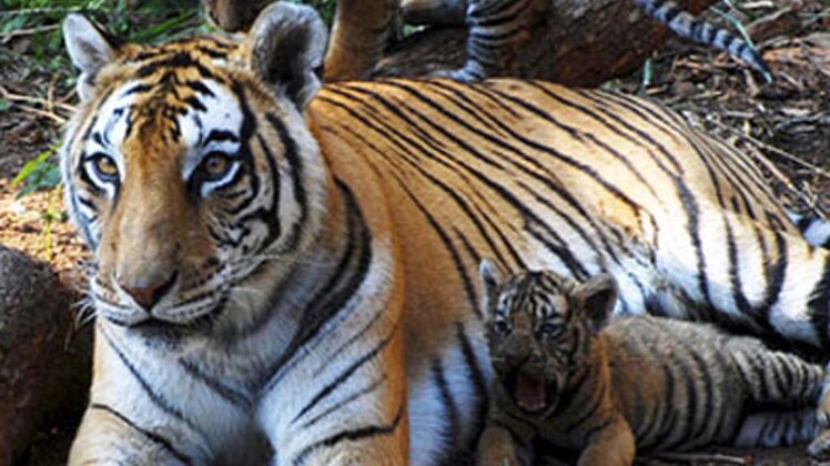 लापता हुए 36 बाघ 