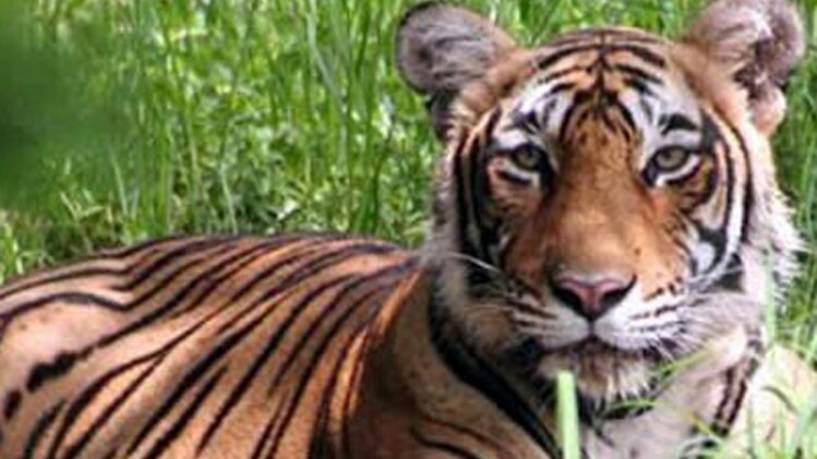 दो बाघों की जमकर लड़ाई