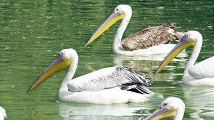 चिड़ियाघर में था बर्ड फ्लू का खतरा