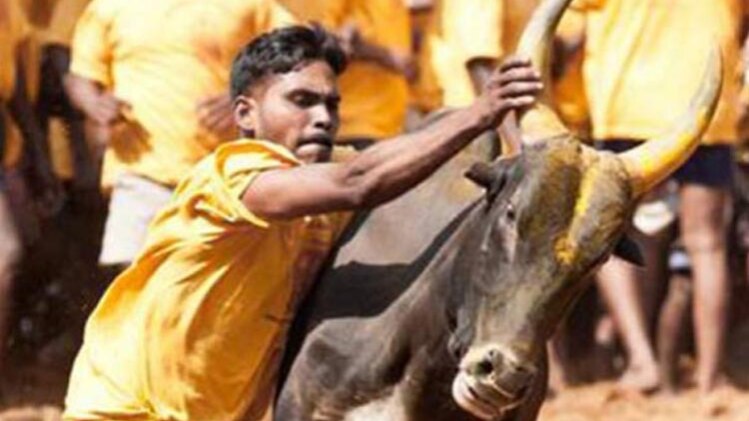 जलीकट्टू