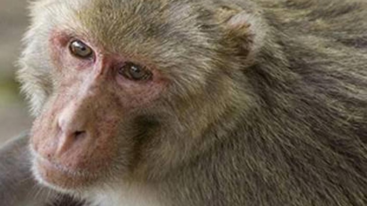 बंदरों की पिटाई