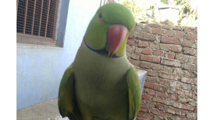 खोया तोता