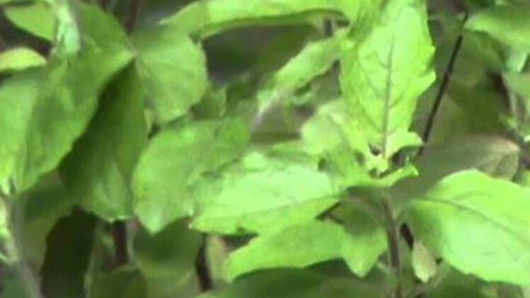 तुलसी देती है मुसीबत के संकेत