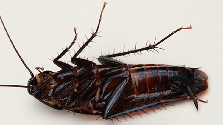 प्रतीकात्मक फोटो.