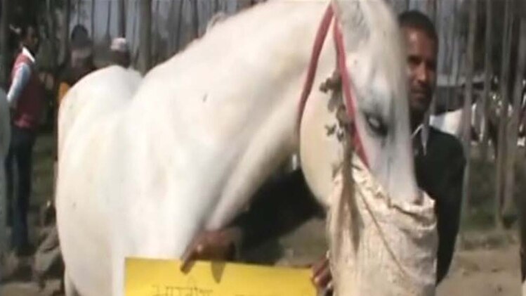 सबसे महंगा बिका मोदी घोड़ा