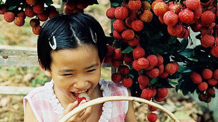 लीची काफी लोकप्रिय है 