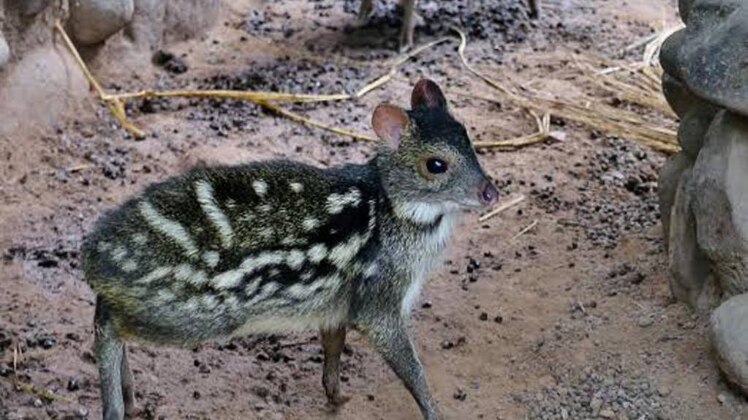 चंडीगढ़ जू में जन्मा माउस डियर का बच्चा