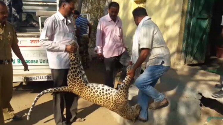 बेरहमी ने ली तेंदुए की जान 