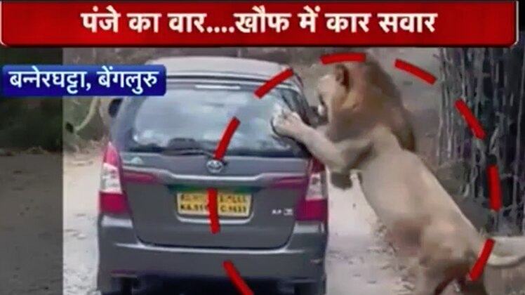 गाड़ी पर शेर का वार... 