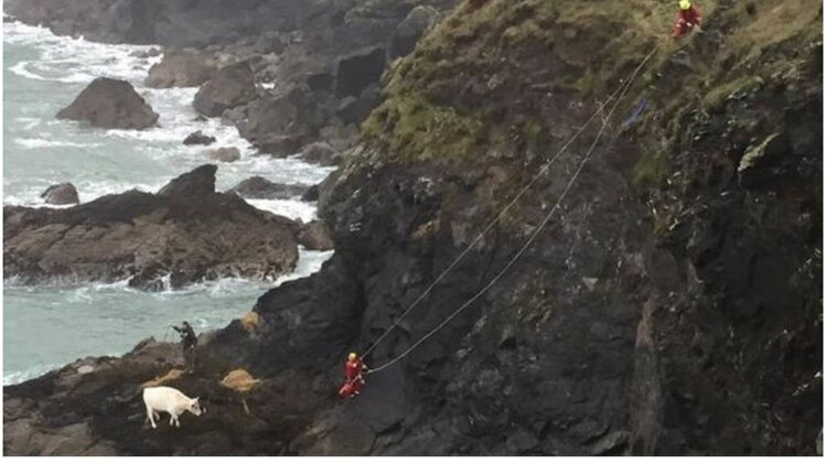 गाय को बचाने के लिए काफी देर तक करनी पड़ी मशक्कत